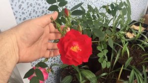 Канадская роза Аделаида Худлесс