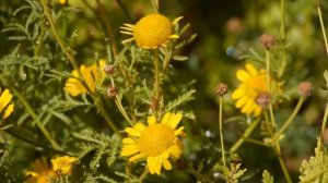 Färberkamille (Anthemis tinctoria)