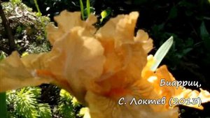 Карликовые  ирисы