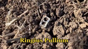 Deus 1 vs Deus 2 vs Legend vs Nox 800 •  The Best Finds Are Friends For Life #megacollab