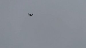 СВГ Голуби тренируем позднышей