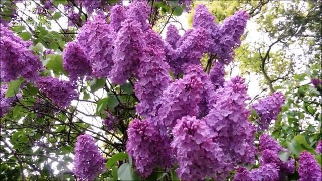 ПЕНИЕ ЛЕСНЫХ ПТИЦ-МУХОЛОВКИ,МАЛИНОВКИ И КОНОПЛЯНКИ ИСЦЕЛИТ НЕРВНУЮ СИСТЕМУ И ДУШУ