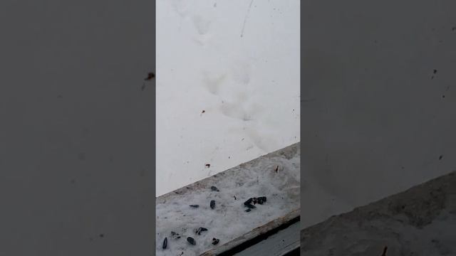 Синички смотреть онлайн