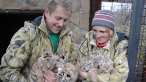 РЕКОРД В ТАЙГАНЕ ! Амурская тигрица Фрида выкармливает сразу ШЕСТЬ тигрят