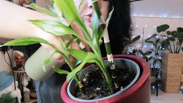 Плесень и белый налёт в горшках комнатных растений. Как избавиться от плесени смотреть онлайн