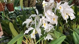 Cali Orchid Hoa Lan cattleya maxima var alba