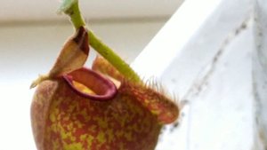 Кормление Дионей, Саррацений, Непентесов и Росянки опарышем.