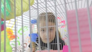 Хомки Ксюши Потоцкой! Сказка про хомяков! ?? Жизнь хомяков! Веселые пушистики!?? Видео для детей!