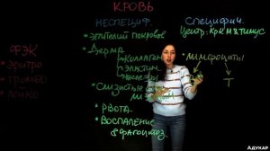 Иммунитет | Биология ЦТ, ЕГЭ