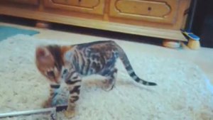 Бенгальские коты