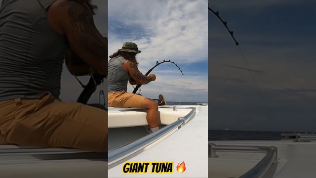 Giant Tuna 🔥