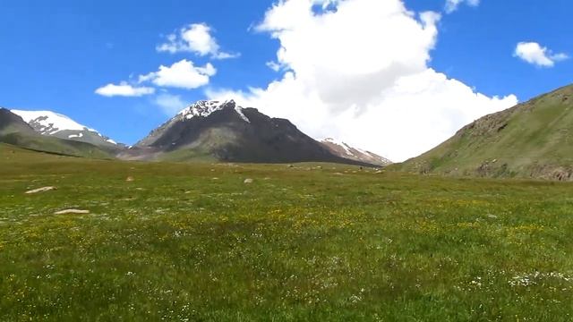 Высокогорье Тянь Шаня. Зона альпийских лугов. HD