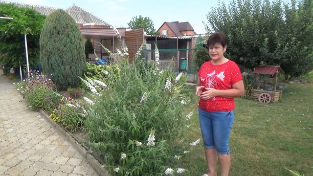 Буддлея Полный обзор описание посадка размножение подкормки смотреть онлайн
