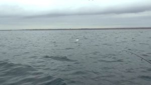 Крым. Севастополь. Ловим в огромном количестве ставриду в Орловке. Немецкая балка.