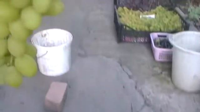 Сорт винограда "Партос" - сезон 2017 смотреть онлайн