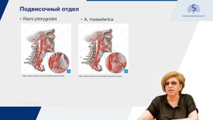 Артерии головы и шеи