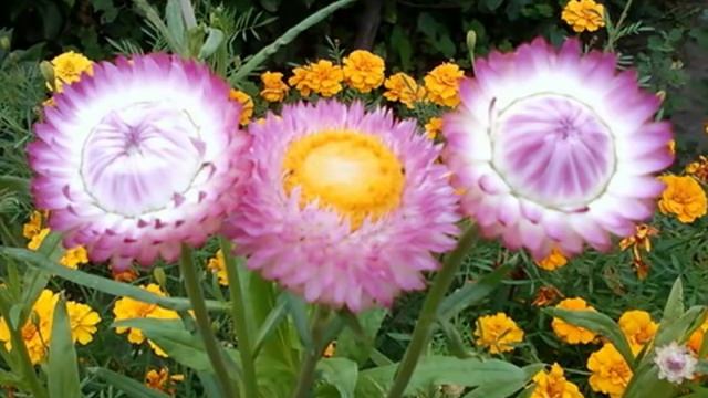 Гелихризум смотреть онлайн