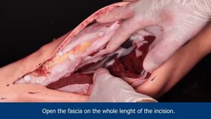 Фантом голени для отработки навыков фасциотомии - «Геррманн»