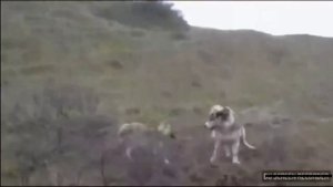 Волк против собаки | Wolf vs dog #волк #собака #алабай #wolf #dog