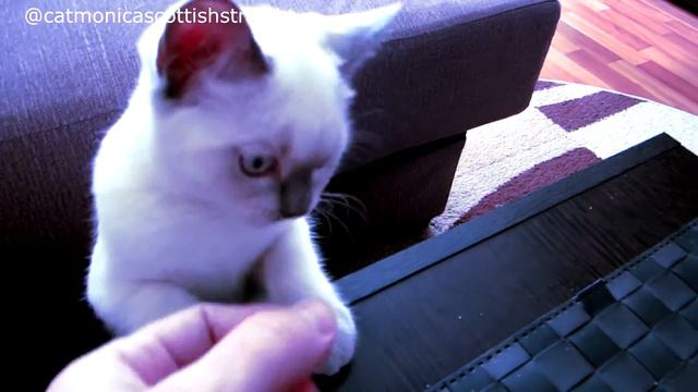 Кошка Кушает Завтракает С Рук | Кошка И Колбаса | Завтрак Для Кошки Моники | Breakfast For A Cat смотреть онлайн