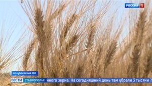 На Ставрополье стартовала уборка ячменя