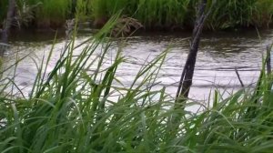бобр хлопает по воде хвостом