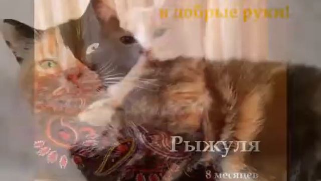 Ищем Дом - 2017! "Поможем Вместе!" Волонтёры Восточного Подмосковья