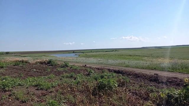 Уход за дыней в открытом грунте/Для чего нужно прищипывать Дыню/Насадка культиватор для тримера смотреть онлайн