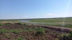 Уход за дыней в открытом грунте/Для чего нужно прищипывать Дыню/Насадка культиватор для тримера