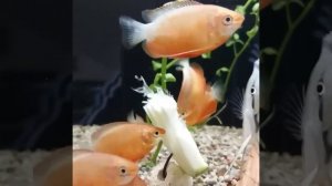 Красный гурами.