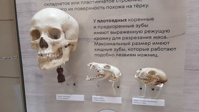 В ТИМИРЯЗЕВСКОМ БИОЛОГИЧЕСКОМ МУЗЕЕ... (9)