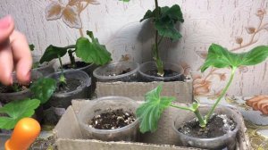 Пеларгонии формировка и черенкование