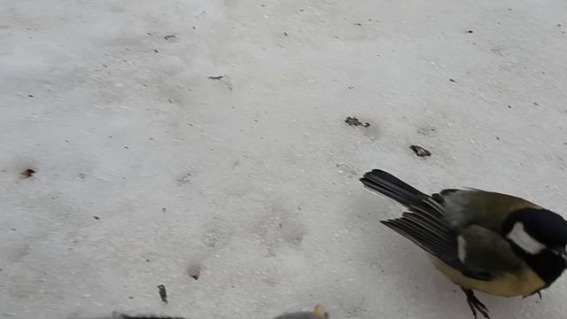 Все хотят кушать