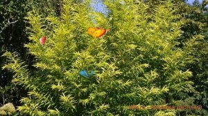 Ива сахалинская Голден Саншайн (golden sunshine) ? обзор: как сажать, саженцы ивы Голден Саншайн