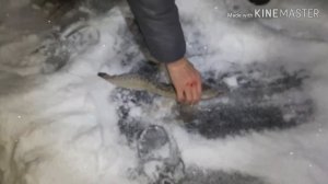 НАЛИМ ЗИМОЙ. НАЛИМ НА ЖЕРЛИЦЫ. ПЕРВЫЙ НАЛИМ ЗИМОЙ.