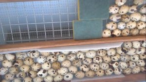 Разведение перепелов.Опыт наших друзей.Быстрый результат.Жить дешево и сердито