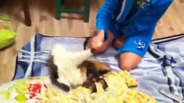 Кошка крепко спит смотреть онлайн