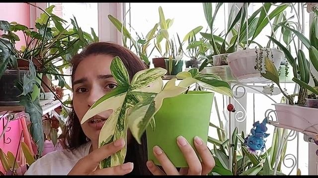 Philodendron Magic Mask