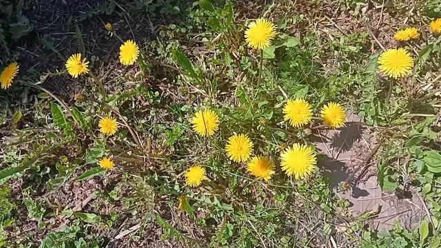 Чай из одуванчиков. Польза и противопоказания. смотреть онлайн
