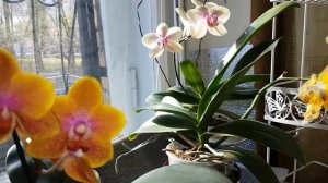 P.Miro Mosia,Tzu Chiang Chrisna,Sogo Lawrence,Stuartiana var.nobilis,Paph.Concolor,Taisuco Jasper