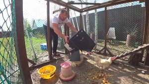 Курятник на даче | Куры несушки с птицефабрики | Советы по перевозке