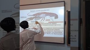 Дыхание животных - урок биологии 7 класс #дыхание# школа#