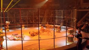 Драка львов в екатеринбургском цирке