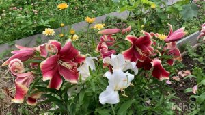 03-08-2024 Лилии цветут