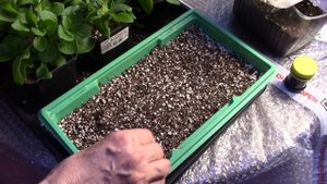 Черенкуем петунию в перлите и вермикулите