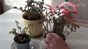 Уход за комнатной розой, будим розу после зимы