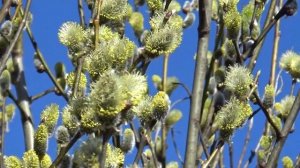 Моя весна и музыка Алесея Рыбникова