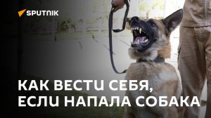 Как вести себя, если напала собака