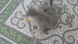 Котенок МАКС поймал мышь