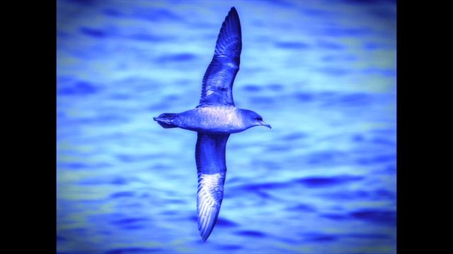 Birds Of A Feather (original Song)